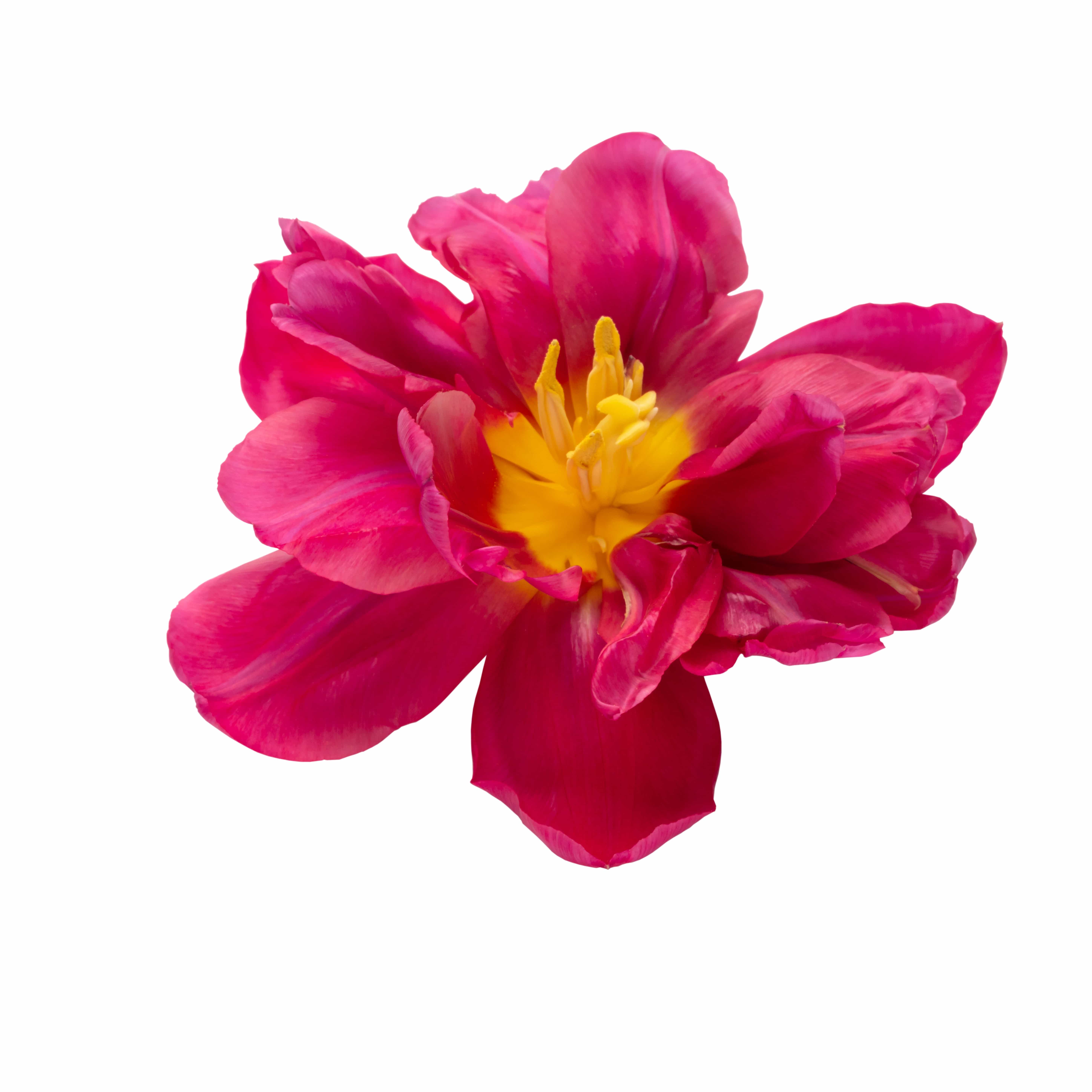 Tulip