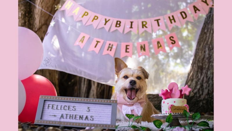 Haz una sesión de fotos para tu perro digna de Instagram