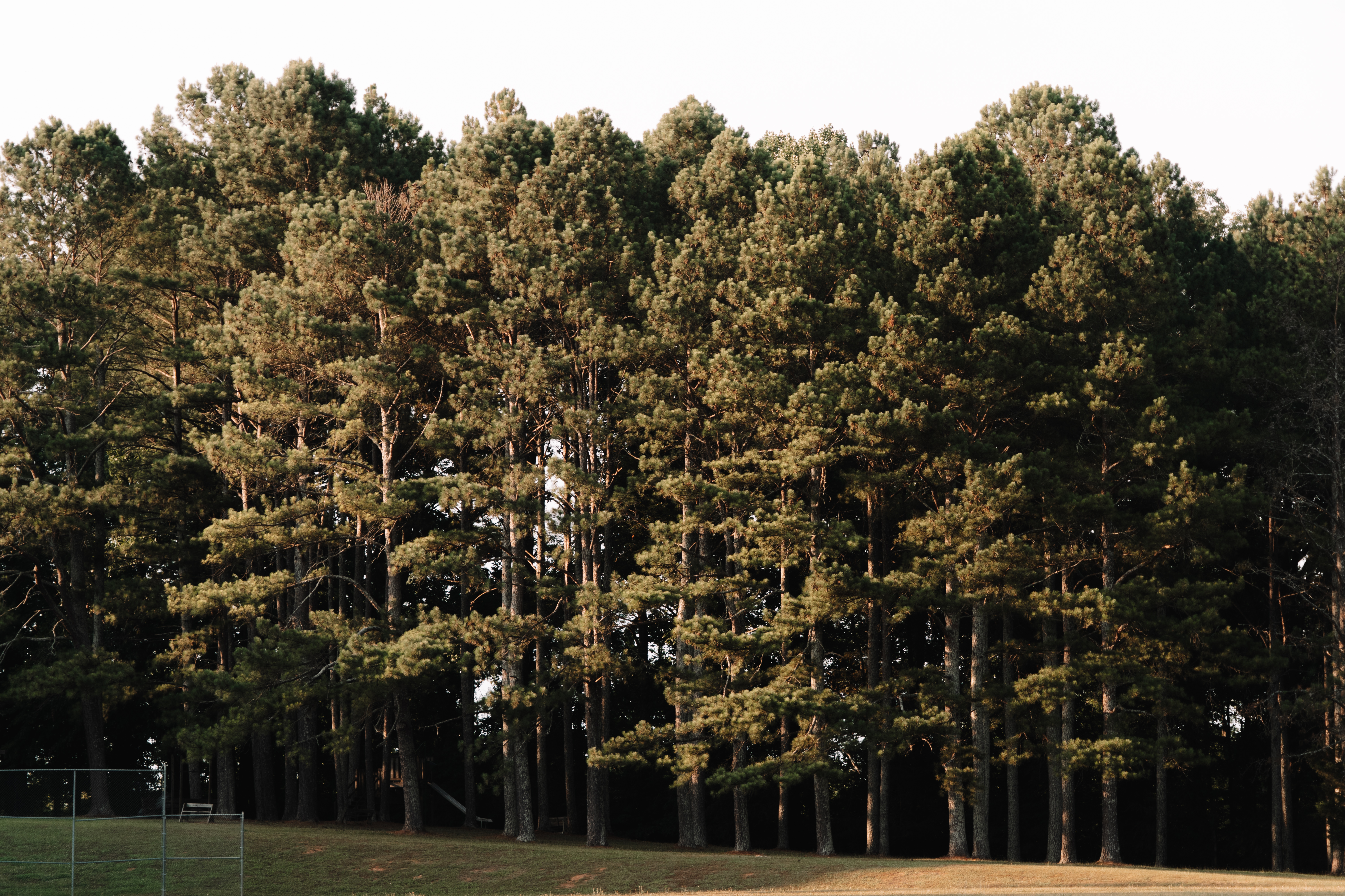 Tennesse Trees profile image